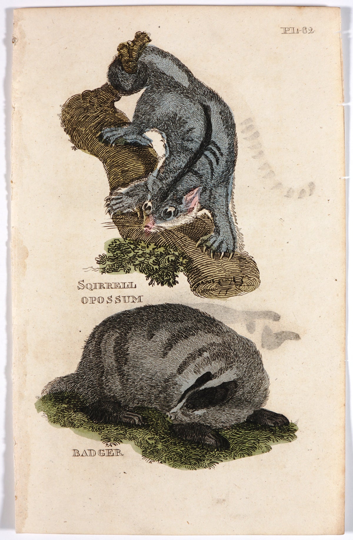 Brightly (Pub) 1811 HC Prints. Rodents Bats etc 12 - Authentic Vintage Antique Print