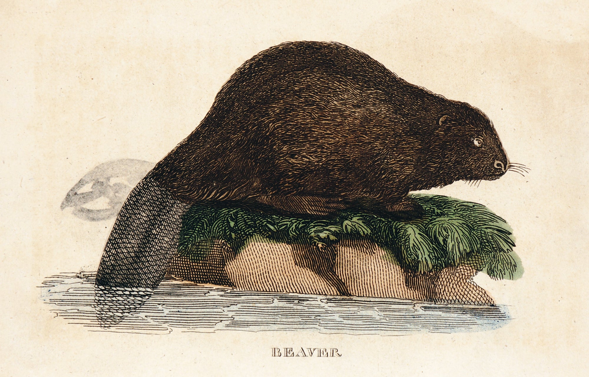 Brightly (Pub) 1811 HC Prints. Rodents Bats etc 13 - Authentic Vintage Antique Print