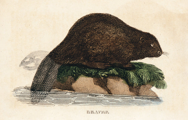 Beaver- Hand Colored Engraving - Authentic Vintage Antique Print