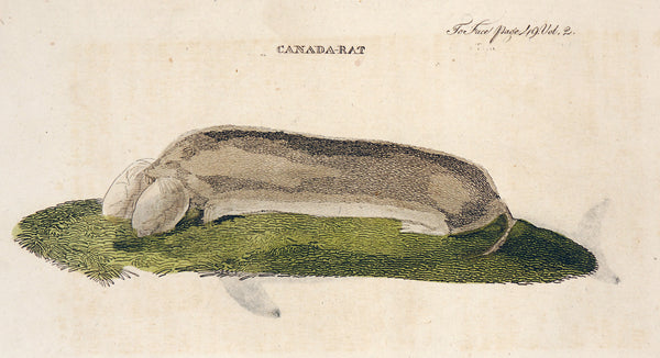 Canada Rat- Hand Colored Engraving - Authentic Vintage Antique Print