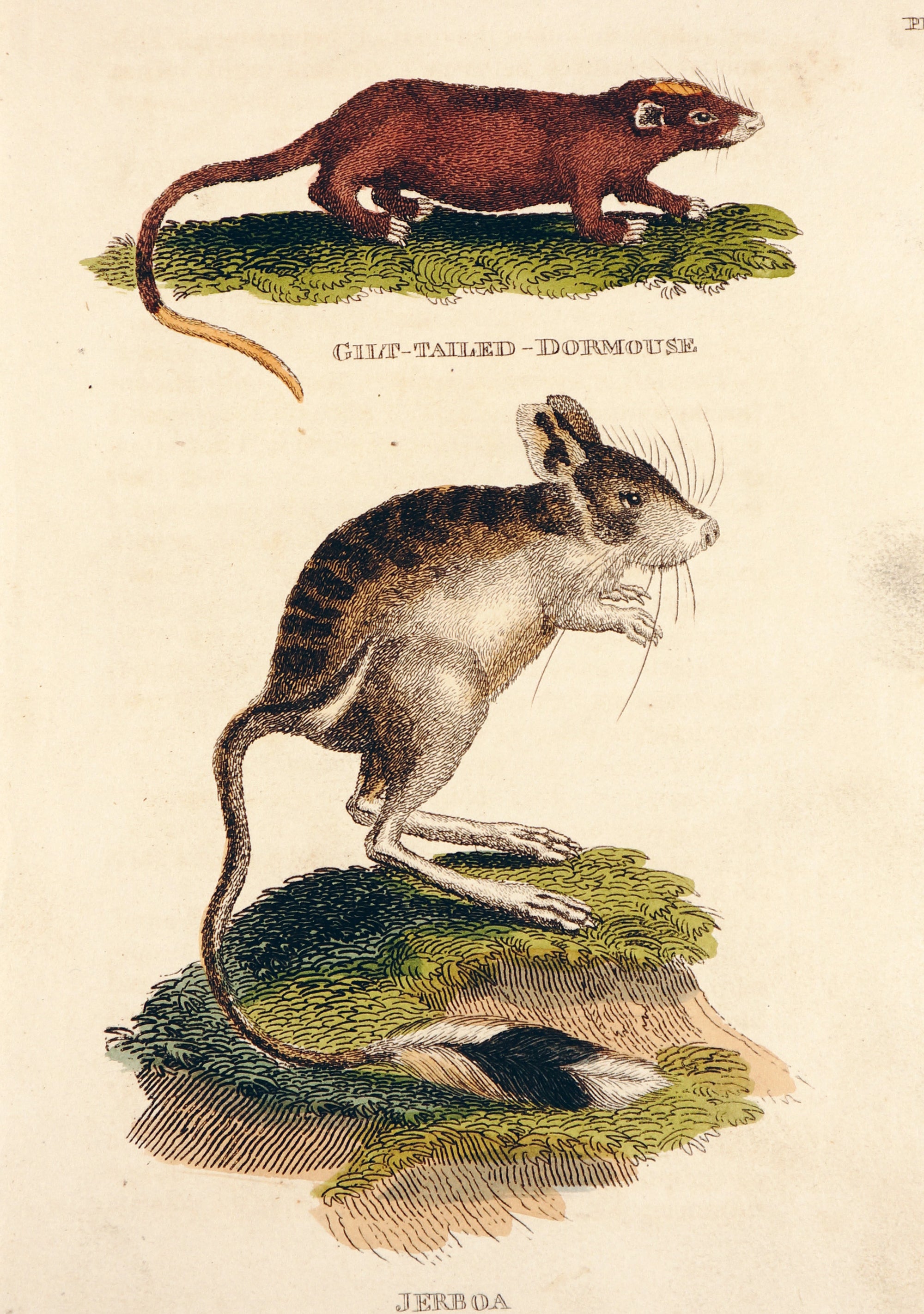 Dormouse, Rodents, Hand Colored Engraving - Authentic Vintage Antique Print