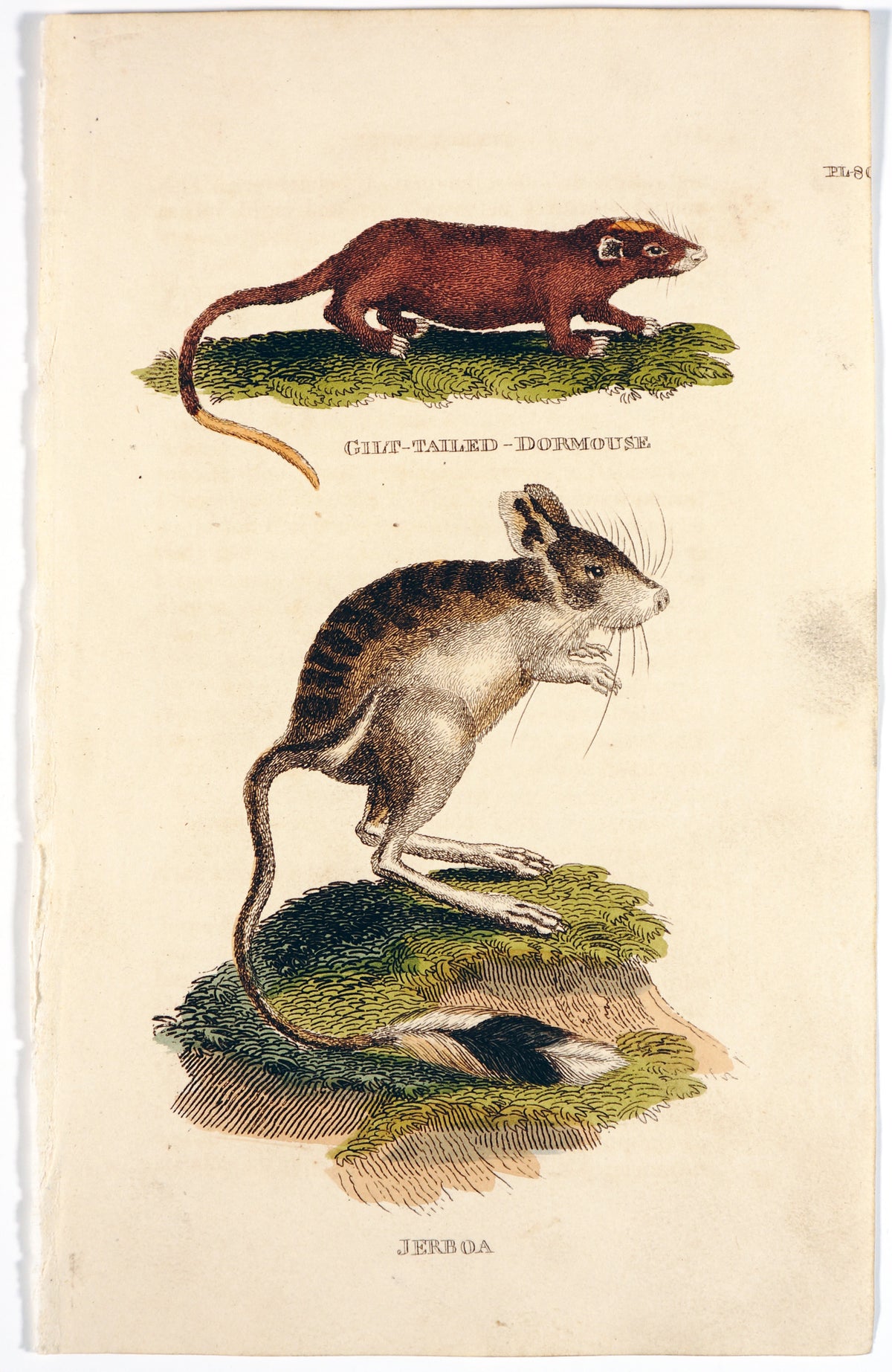 Dormouse, Rodents, Hand Colored Engraving - Authentic Vintage Antique Print