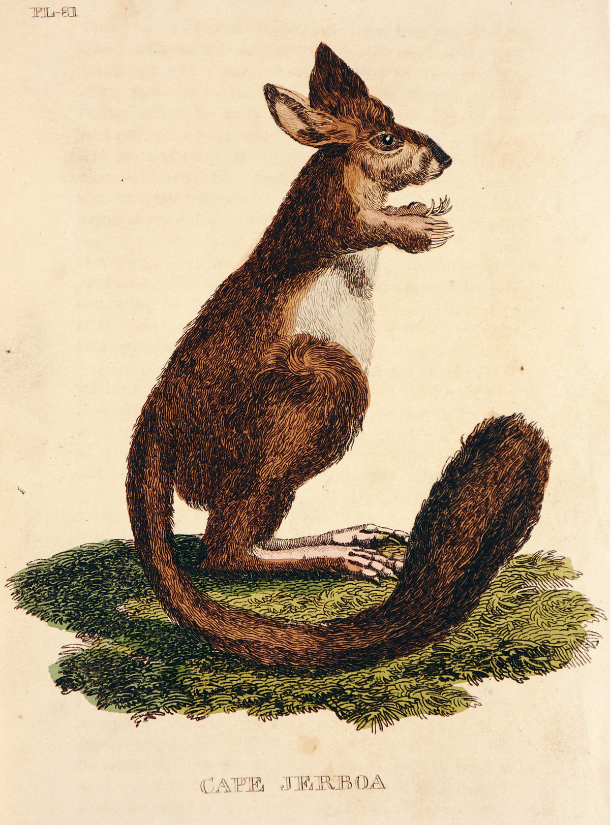 Cape Jerboa, Hand Colored Engraving - Authentic Vintage Antique Print