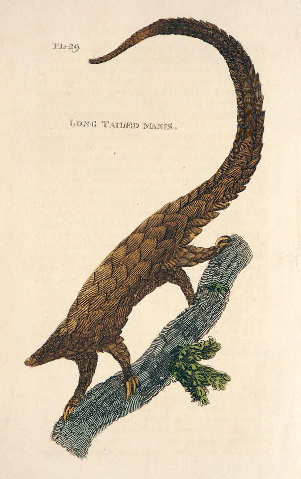 Long Tailed Manis- Hand Colored Engraving - Authentic Vintage Antique Print