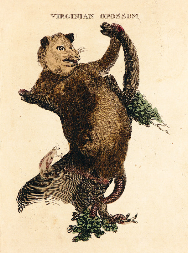 Virginian Opposum- Hand Colored Engraving - Authentic Vintage Antique Print
