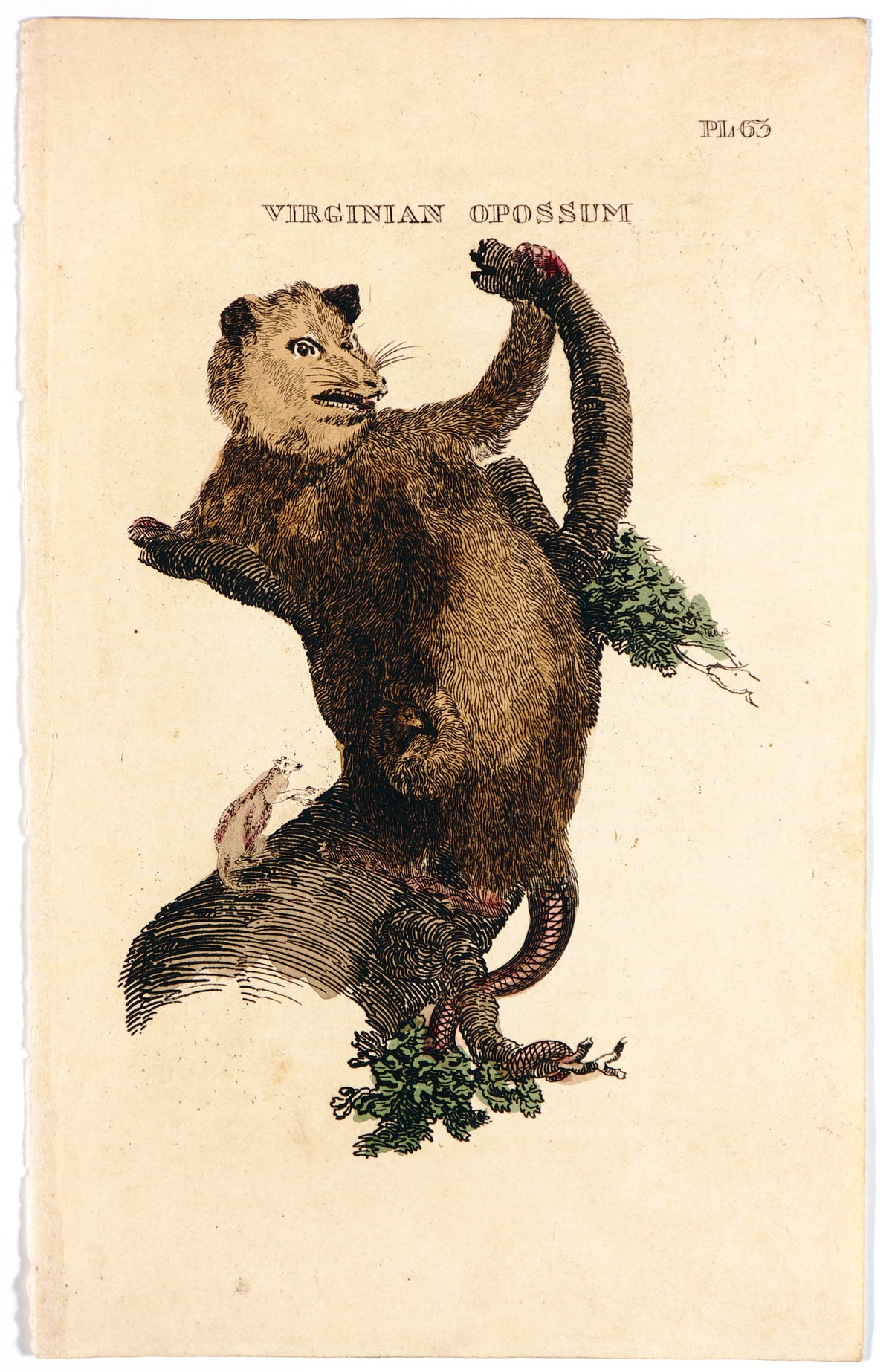 Brightly (Pub) 1811 HC Prints. Rodents Bats etc 19 - Authentic Vintage Antique Print