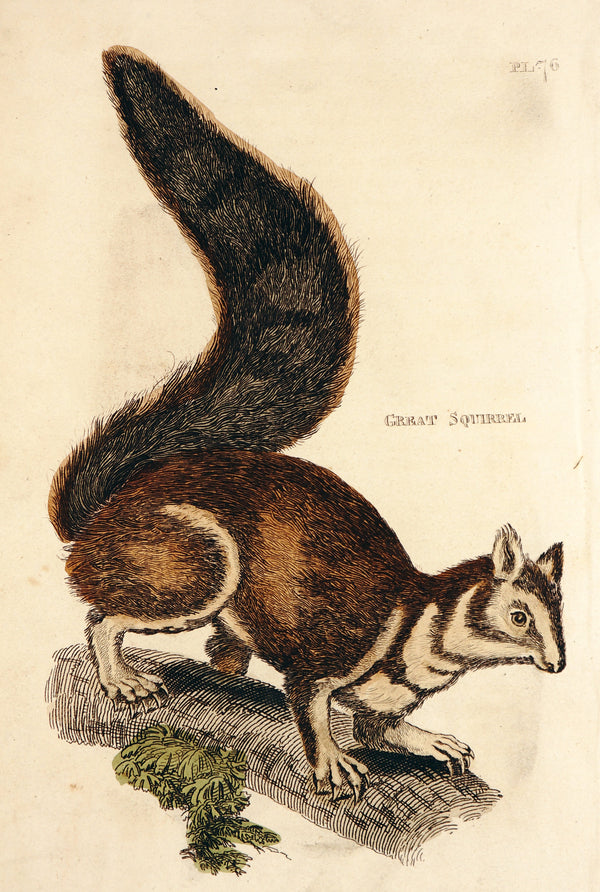 Great Squirrel- Hand Colored Engraving - Authentic Vintage Antique Print