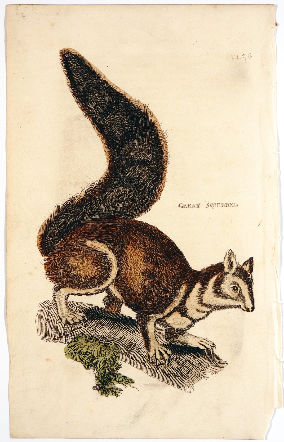 Brightly (Pub) 1811 HC Prints. Rodents Bats etc 20 - Authentic Vintage Antique Print