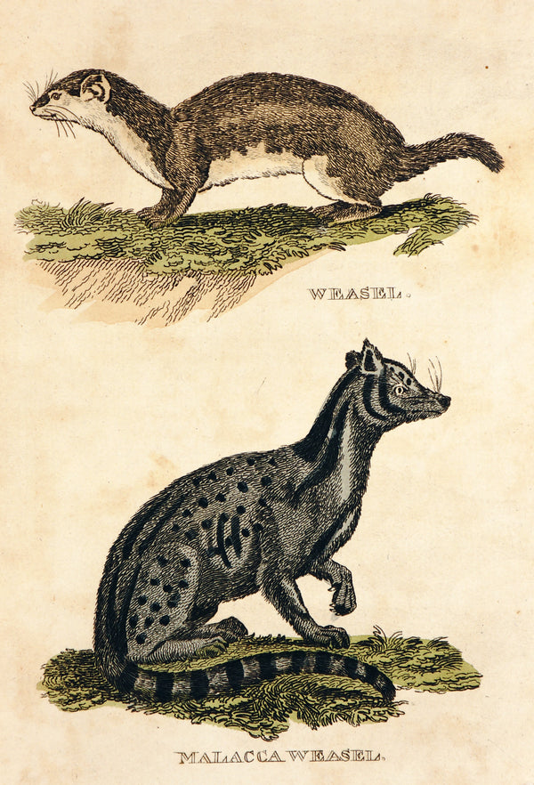 Weasel, Malacca Weasel- Hand Colored Engraving - Authentic Vintage Antique Print