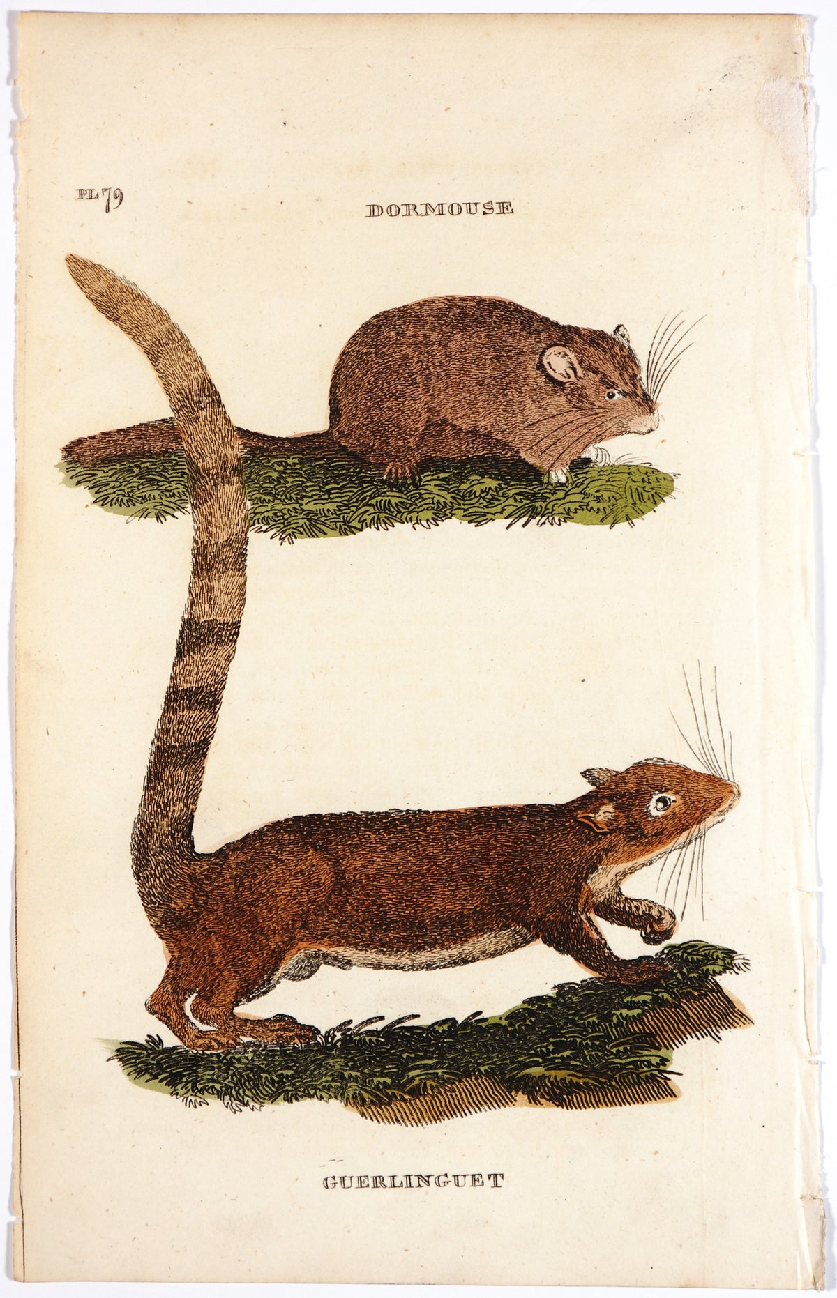 Brightly (Pub) 1811 HC Prints. Rodents Bats etc 22 - Authentic Vintage Antique Print