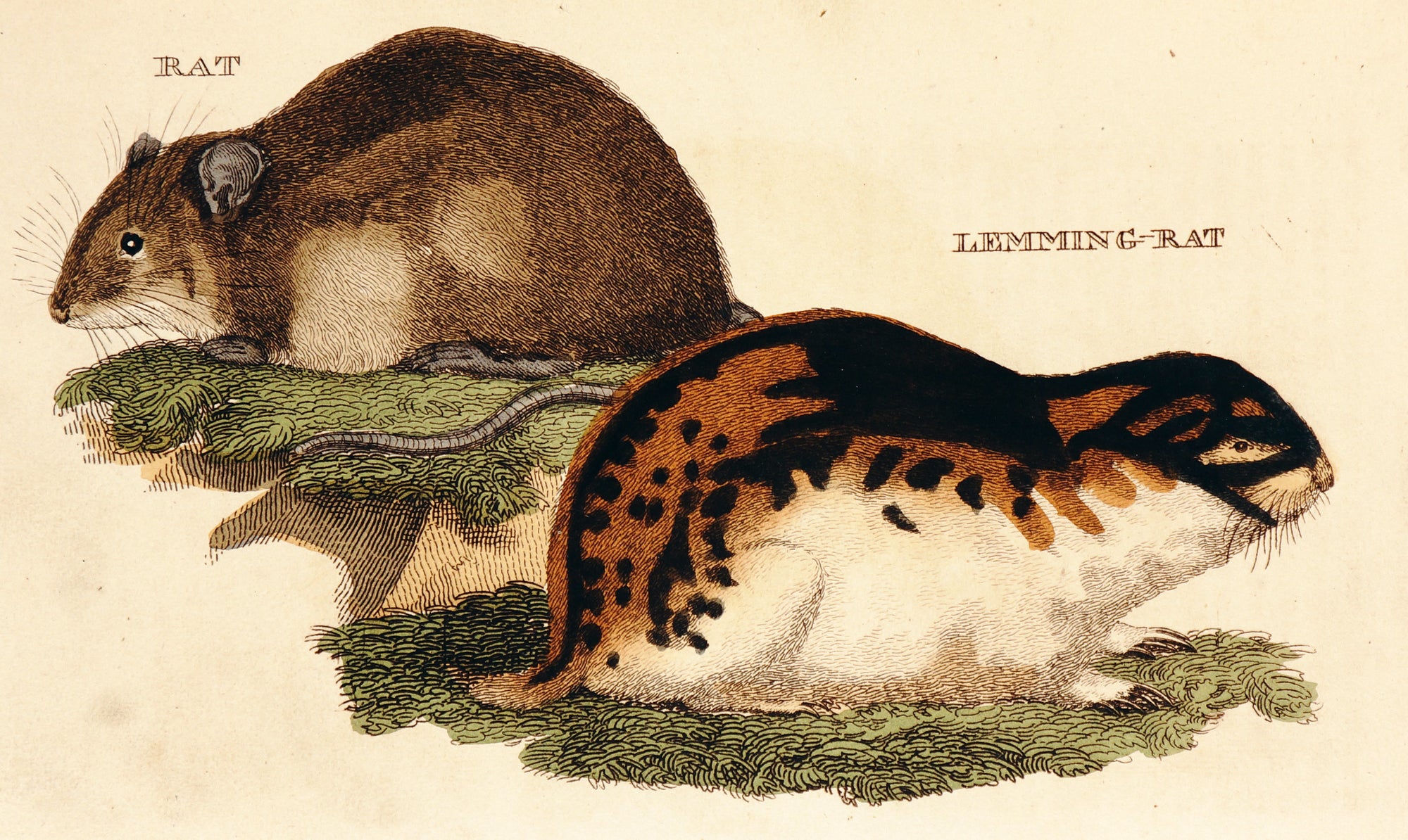 Brightly (Pub) 1811 HC Prints. Rodents Bats etc 23 - Authentic Vintage Antique Print