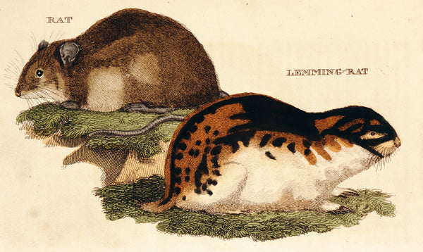 Rat, Lemming Rat- Hand Colored Engraving - Authentic Vintage Antique Print