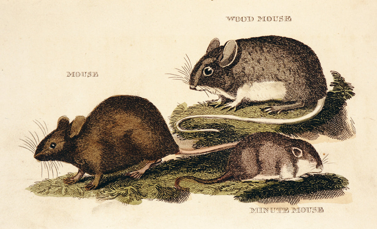 Brightly (Pub) 1811 HC Prints. Rodents Bats etc 24 - Authentic Vintage Antique Print