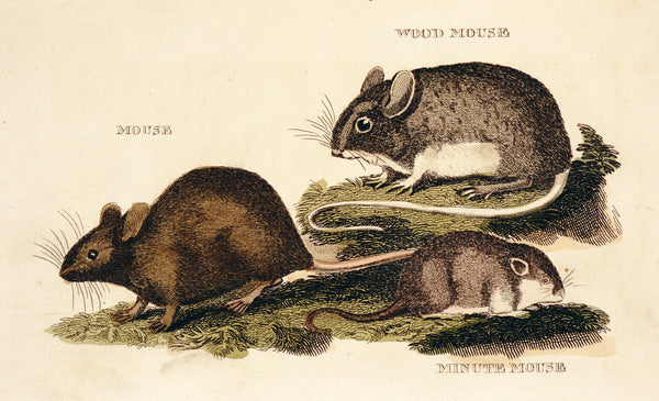 Mouse, Wood Mouse, Minute Mouse- Hand Colored Engraving - Authentic Vintage Antique Print