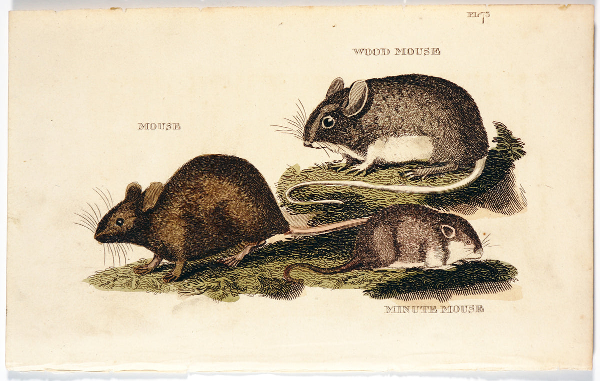 Brightly (Pub) 1811 HC Prints. Rodents Bats etc 24 - Authentic Vintage Antique Print