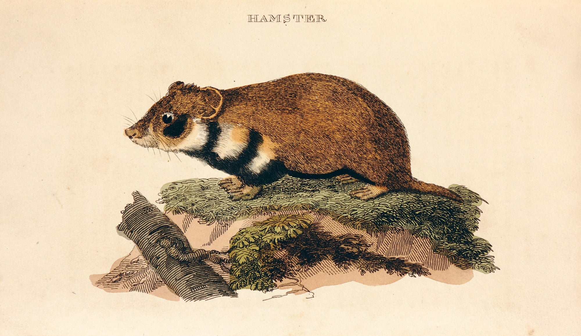 Hamster- Hand Colored Engraving - Authentic Vintage Antique Print