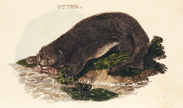 Otter- Hand Colored Engraving - Authentic Vintage Antique Print