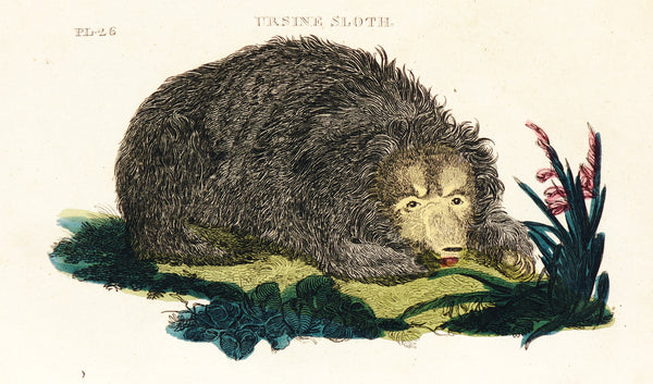 Tyrosine Sloth- Hand Colored Engraving - Authentic Vintage Antique Print