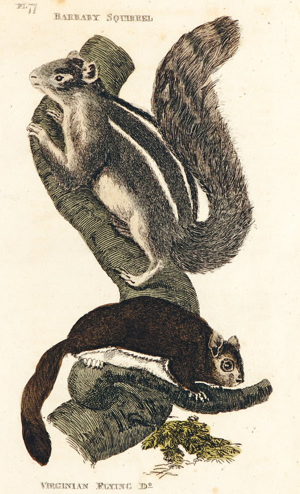 Barbary Squirrel & Virginian Flying Do- Hand Colored Engraving - Authentic Vintage Antique Print
