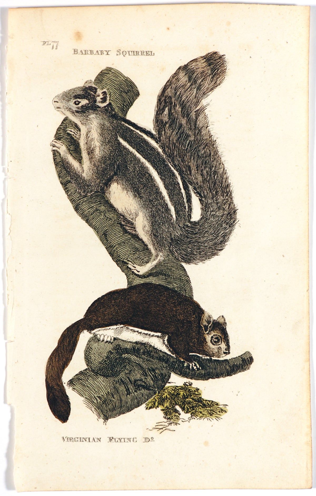 Brightly (Pub) 1811 HC Prints. Rodents Bats etc 28 - Authentic Vintage Antique Print