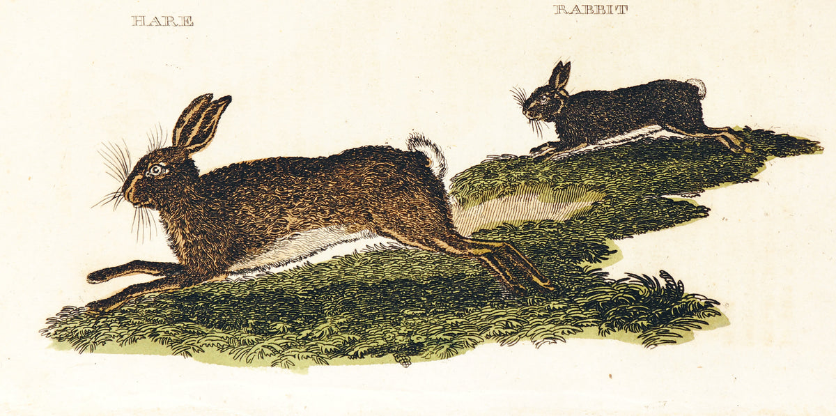 Rabbit &amp; Hare, Hand Colored Engraving - Authentic Vintage Antique Print
