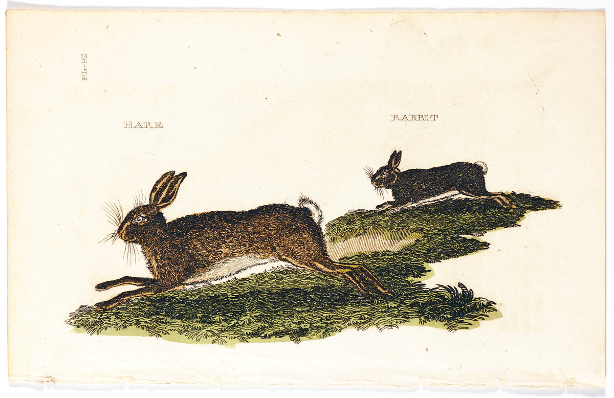 Rabbit &amp; Hare, Hand Colored Engraving - Authentic Vintage Antique Print
