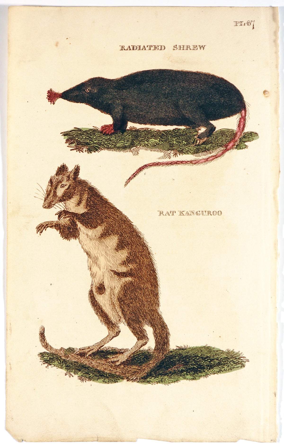 Brightly (Pub) 1811 HC Prints. Rodents Bats etc 30 - Authentic Vintage Antique Print