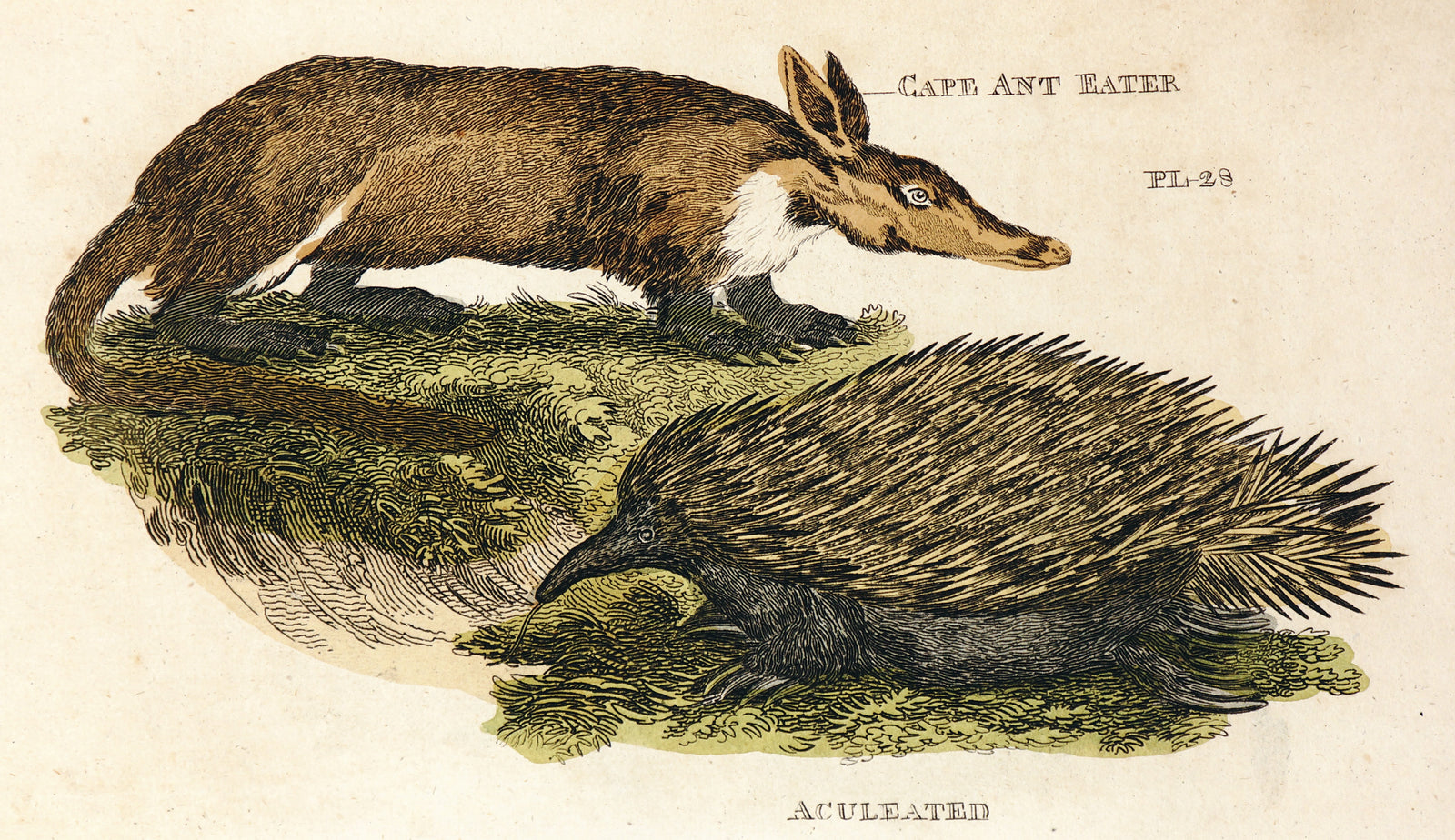 Brightly (Pub) 1811 HC Prints. Rodents Bats etc 31 - Authentic Vintage Antique Print