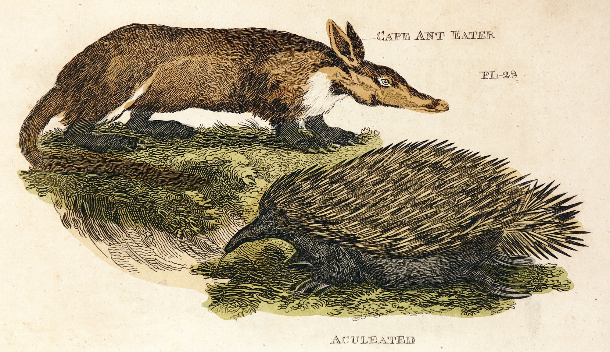 Brightly (Pub) 1811 HC Prints. Rodents Bats etc 31 - Authentic Vintage Antique Print