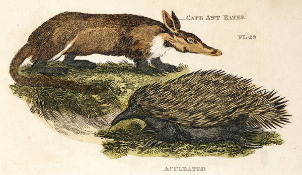 Cape Ant Eater & Aculeated- Hand Colored Engraving - Authentic Vintage Antique Print