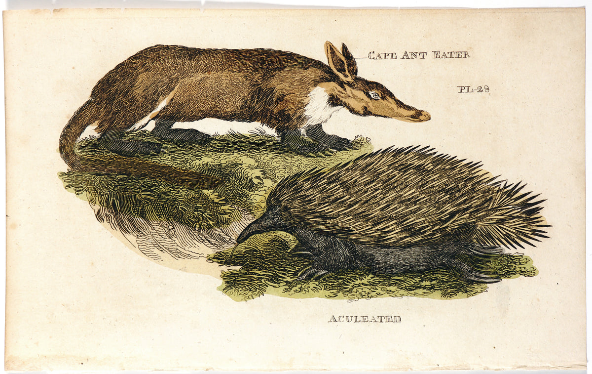 Brightly (Pub) 1811 HC Prints. Rodents Bats etc 31 - Authentic Vintage Antique Print
