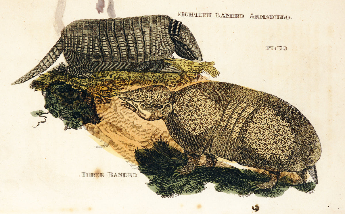 Armadillo, Hand Colored Engraving - Authentic Vintage Antique Print
