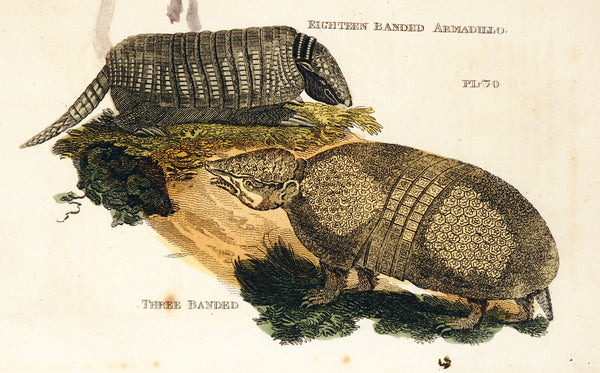 Armadillo- Hand Colored Engraving - Authentic Vintage Antique Print