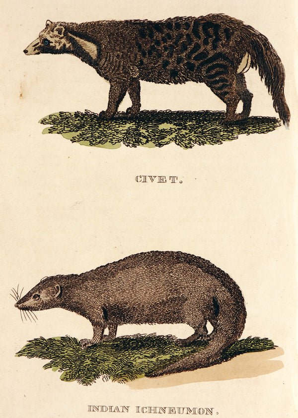 Civet and Indian Ichneumon- Hand Colored Engraving - Authentic Vintage Antique Print
