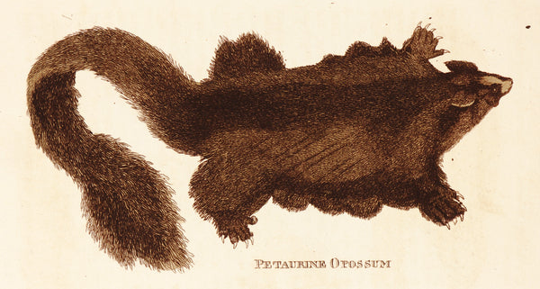 Petaurine Opposum- Hand Colored Engraving - Authentic Vintage Antique Print