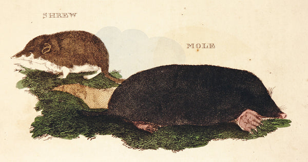 Shrew & Mole- Hand-Colored Engraving - Authentic Vintage Antique Print