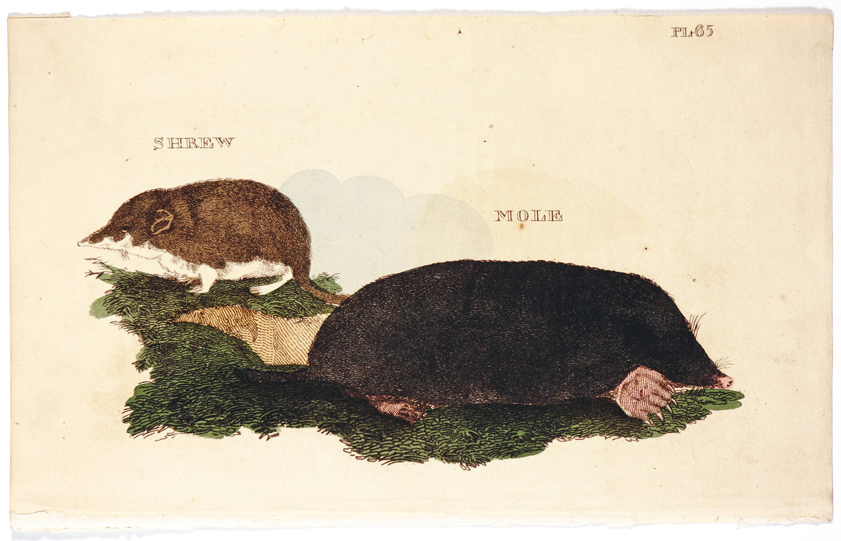 Brightly (Pub) 1811 HC Prints. Rodents Bats etc 35 - Authentic Vintage Antique Print