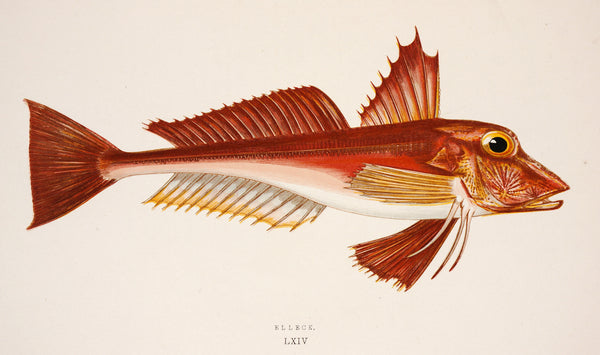 Elleck Fish Antique Print, Jonathan Couch - Authentic Vintage Antique Print