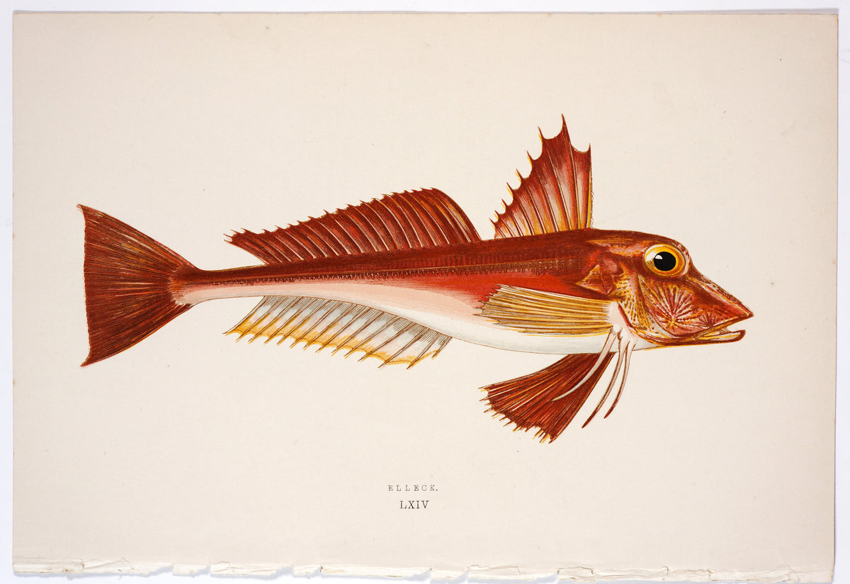 Elleck Fish Antique Print, Jonathan Couch - Authentic Vintage Antique Print