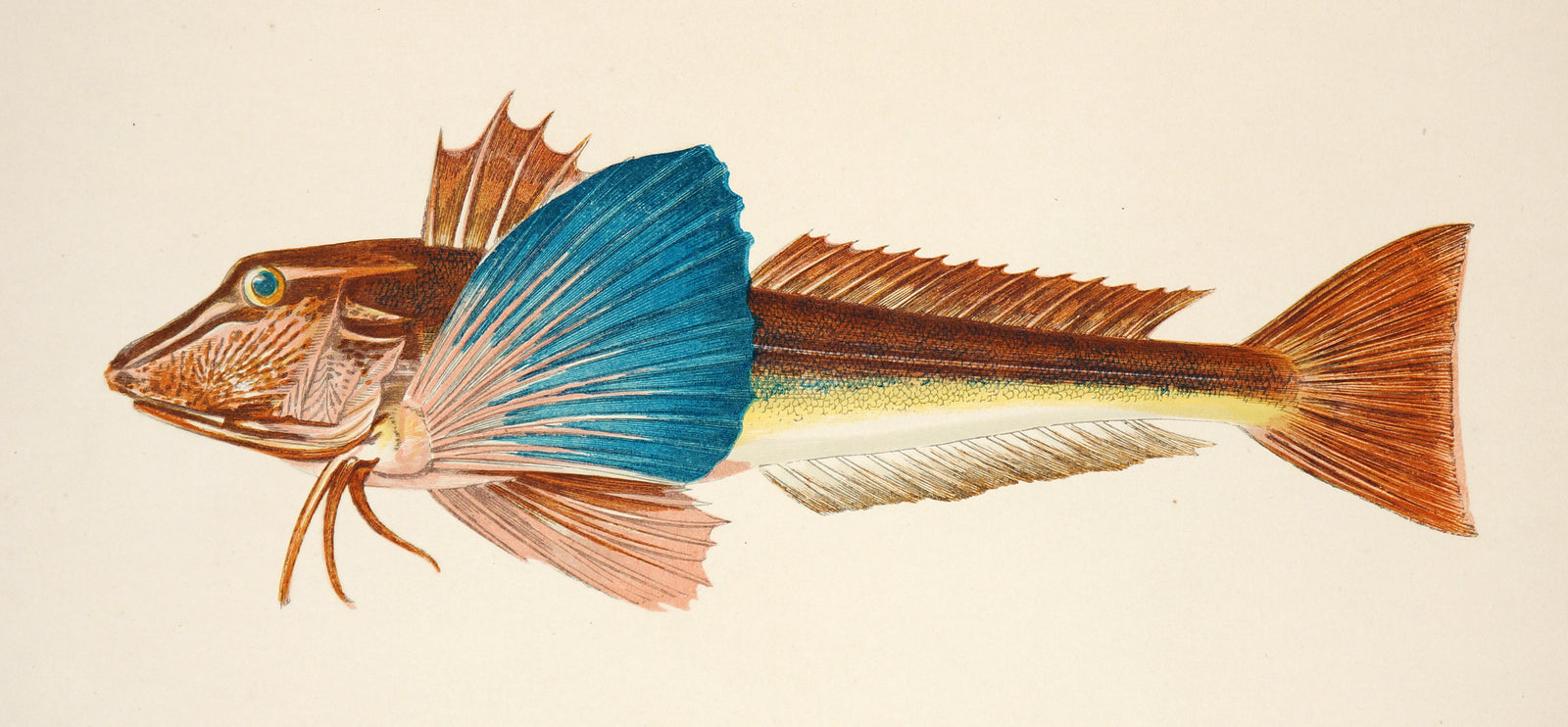 Tubfish Antique Print, Jonathan Couch - Authentic Vintage Poster