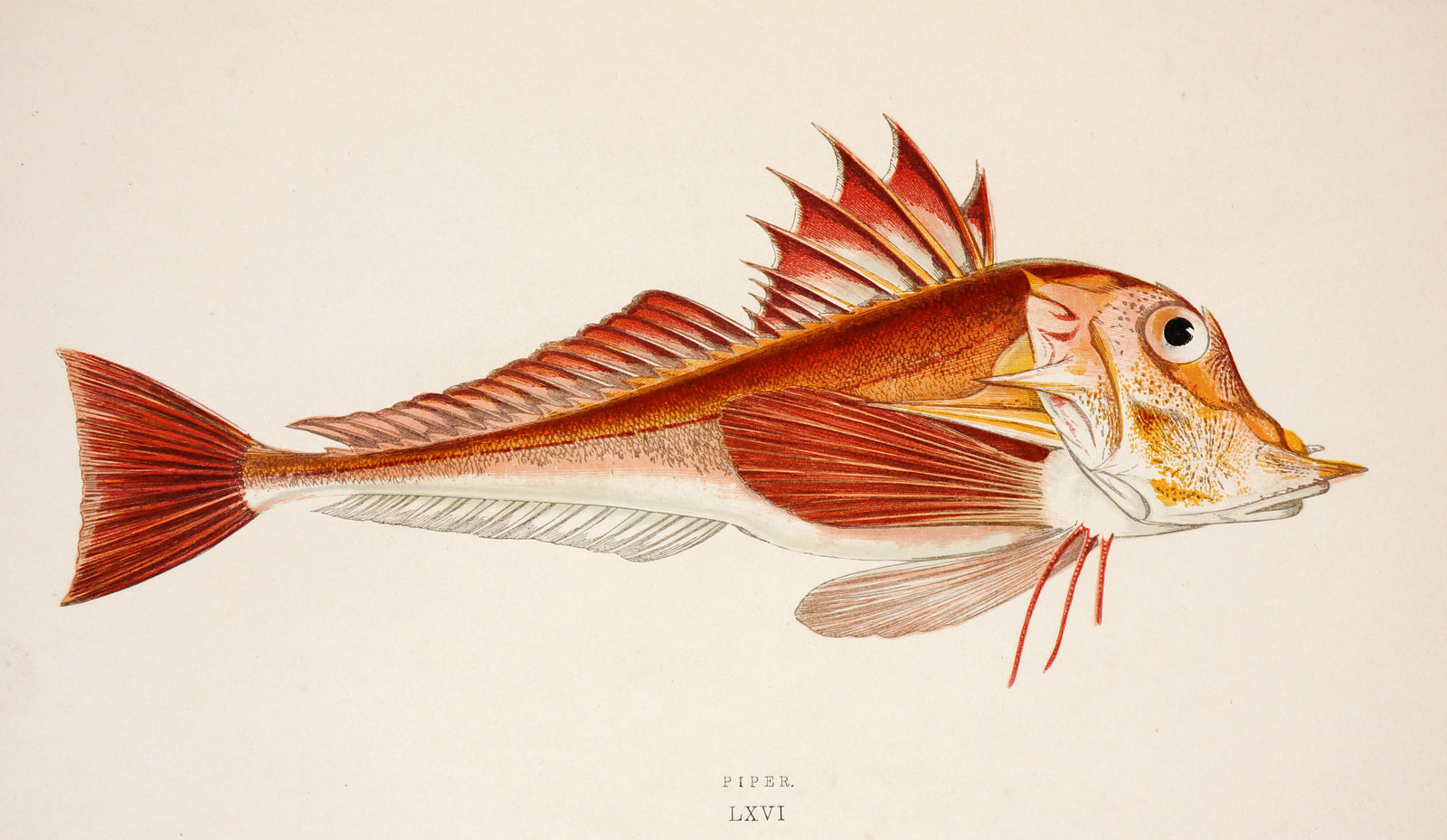 Piper Fish Antique Print, Jonathan Couch - Authentic Vintage Past Sale