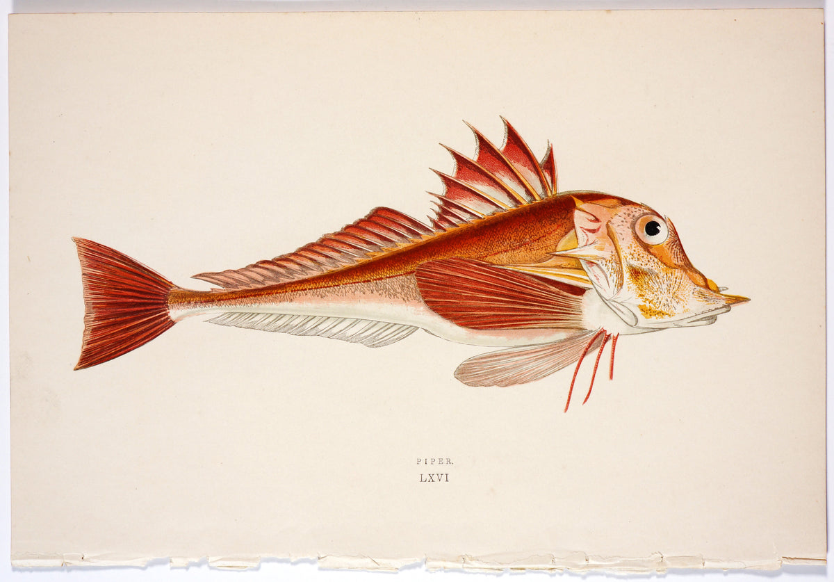 Piper Fish Antique Print, Jonathan Couch - Authentic Vintage Past Sale