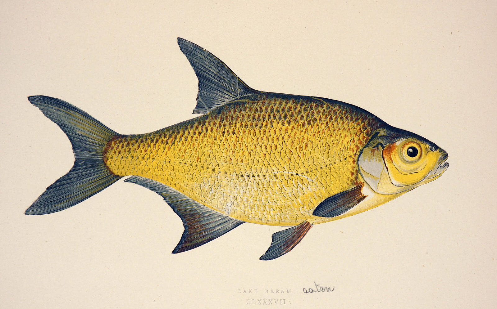 Lake Bream Fish Antique Print - Johnathon Couch - Authentic Vintage Antique Print
