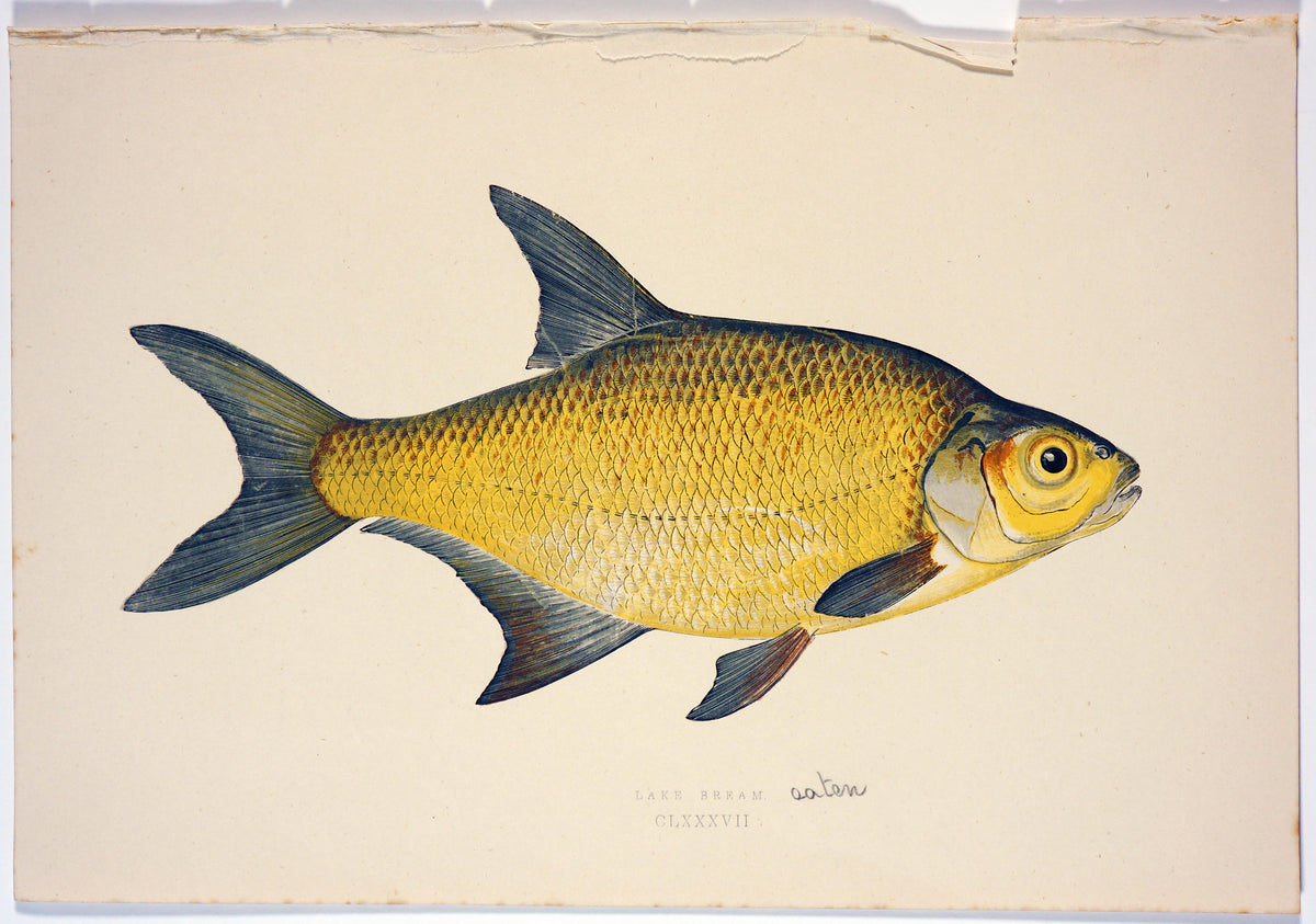 Lake Bream Fish Antique Print - Johnathon Couch - Authentic Vintage Antique Print
