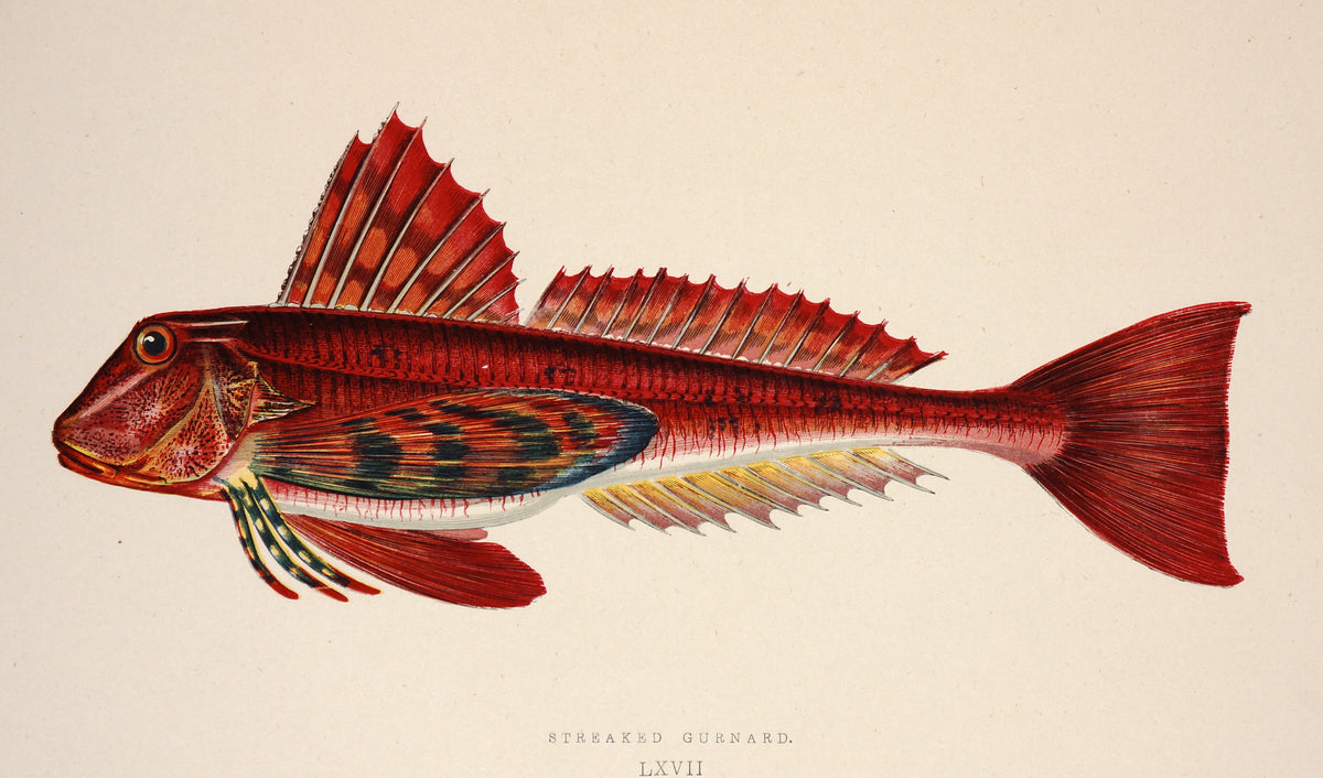 Streaked Gurnard Fish, Antique Print - Authentic Vintage Antique Print