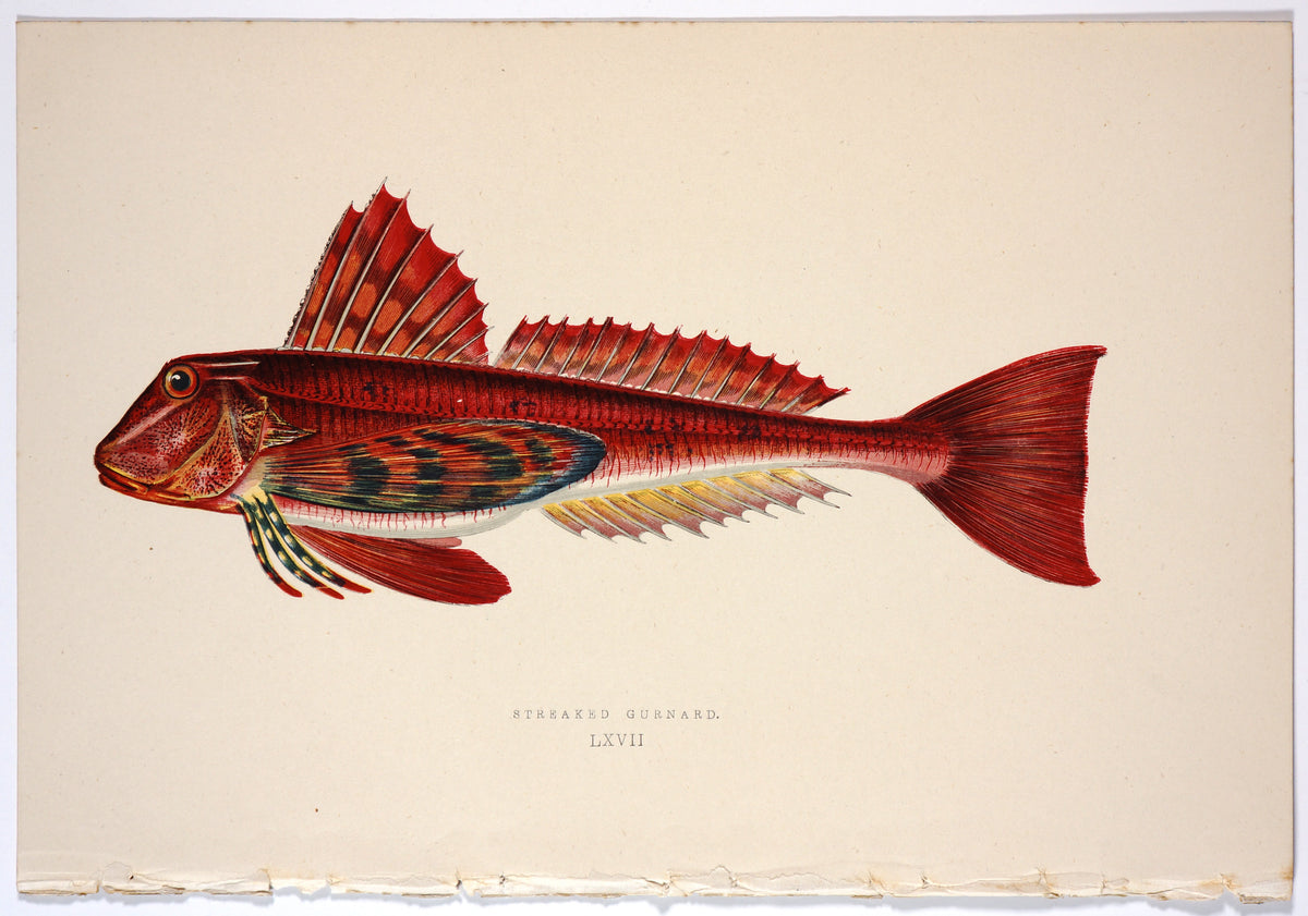 Streaked Gurnard Fish, Antique Print - Authentic Vintage Antique Print