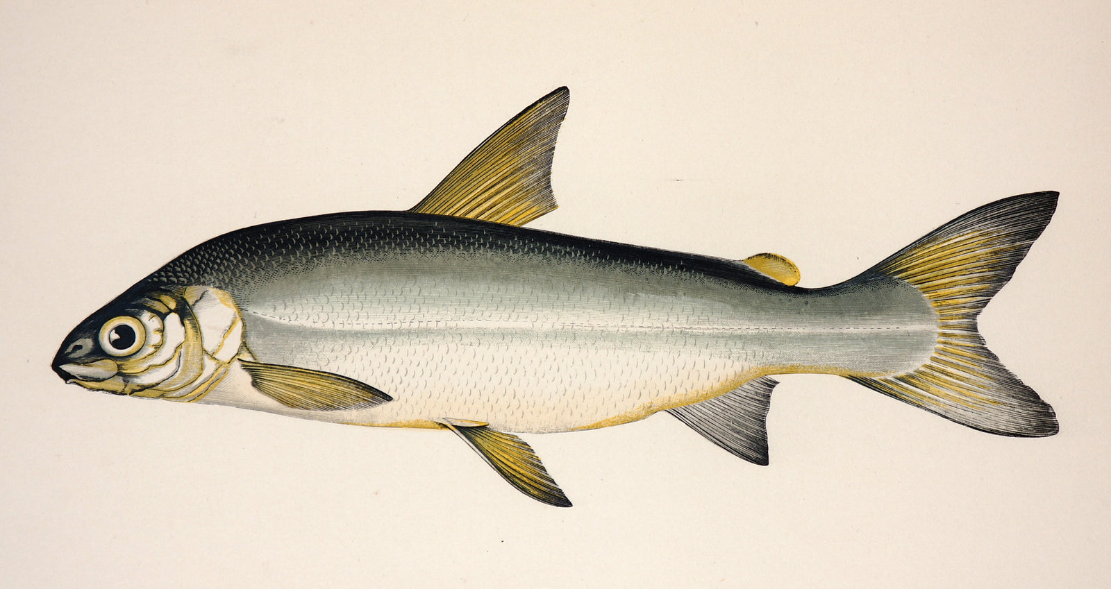 Guiniad Fish Antique Print, Jonathon Couch - Authentic Vintage Antique Print