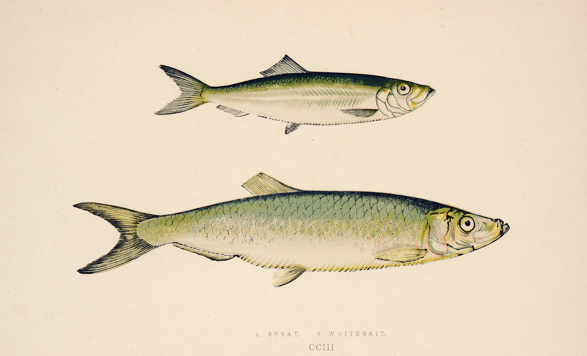 Sprat, Whitebait Fish Antique Print - Jonathon Couch - Authentic Vintage Antique Print