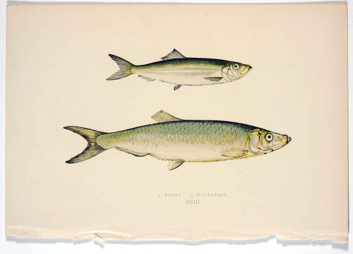 Sprat, Whitebait Fish Antique Print - Jonathon Couch - Authentic Vintage Antique Print
