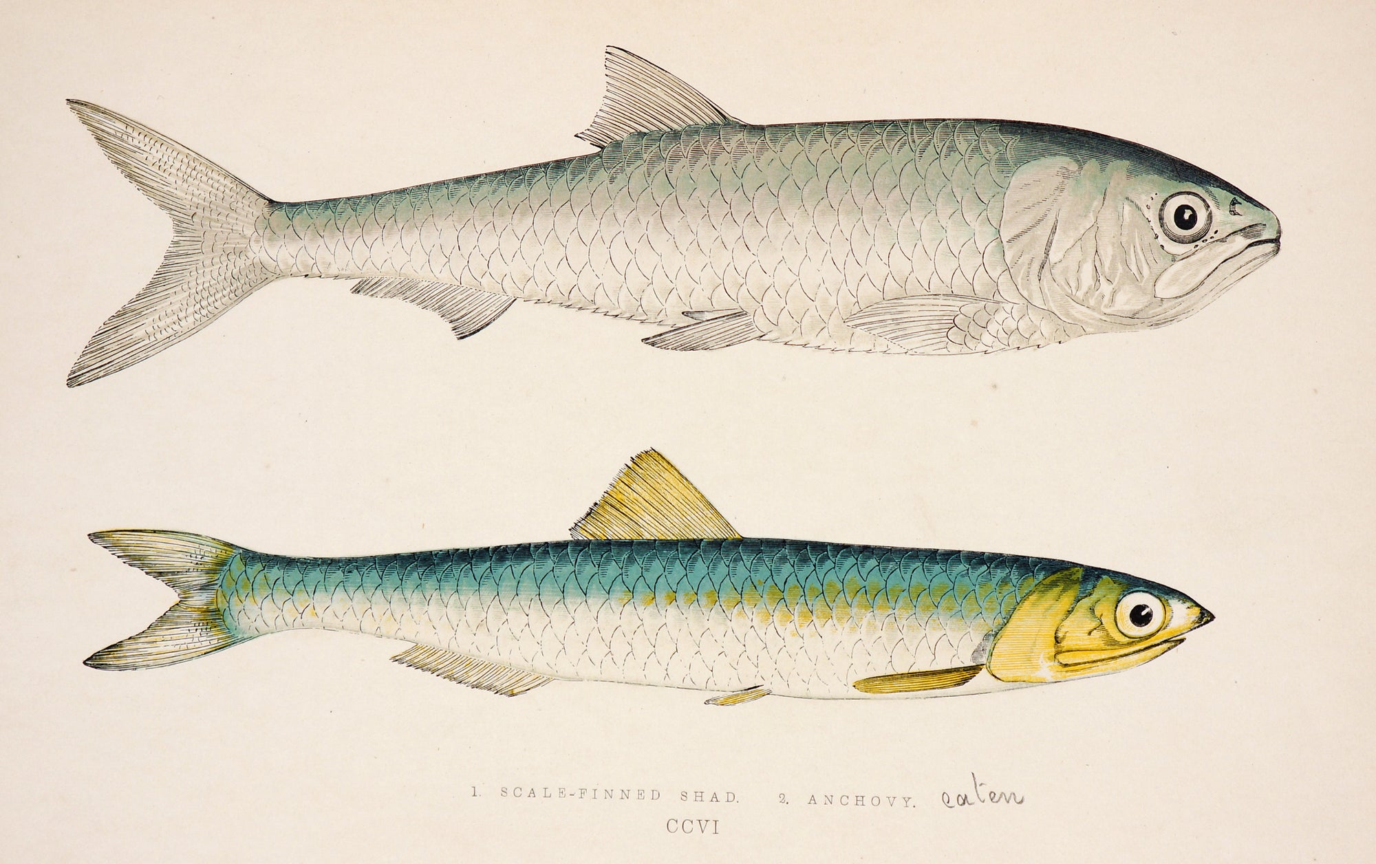 Scale-Finned Chad, Anchovy Fish Antique Print - Jonathon Couch - Authentic Vintage Antique Print